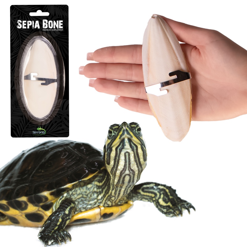 Terrario Sepia Bone for reptiles and pets