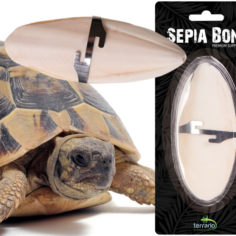 Terrario Sepia Bone - embalagem de 24 peças