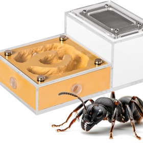 Ant Expert Gold Kingdom formicarium