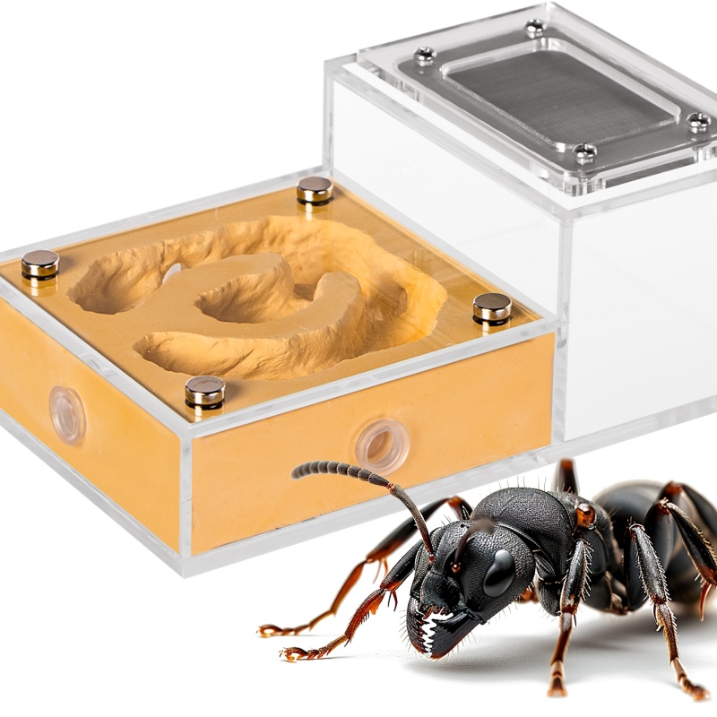 Ant Expert Gold Kingdom Formikarium für Ameisen