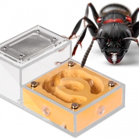 Ant Expert Gouden Koninkrijk - Formicarium