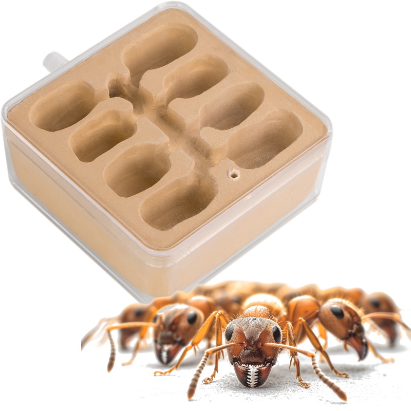 Ant Expert Nový svět - modul pro hnízdo