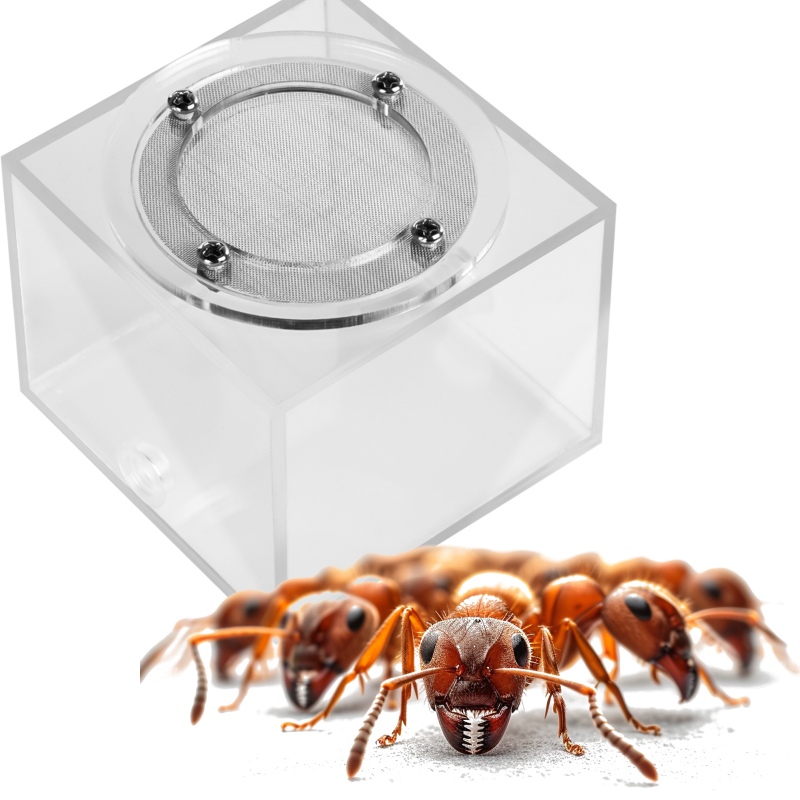 Ant Expert Arena-Modul für Formikarium