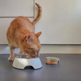 Comfy Appetit Mousse - Coelho para Gatos