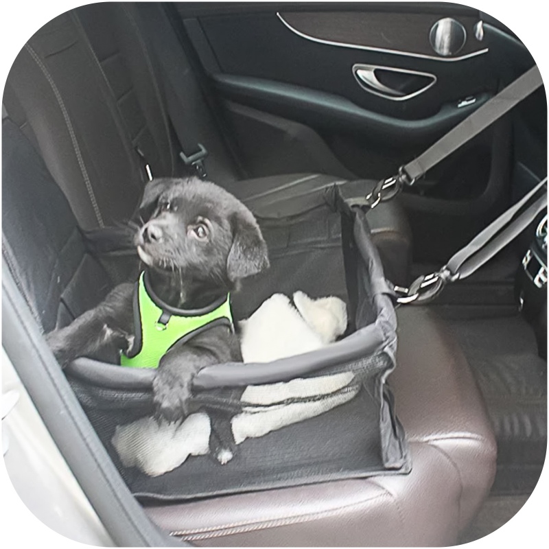 Furrever Friends Car Bed for Dogs