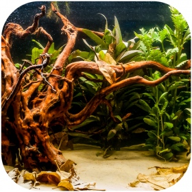 Shizen Essence J-roots XS in een aquarium