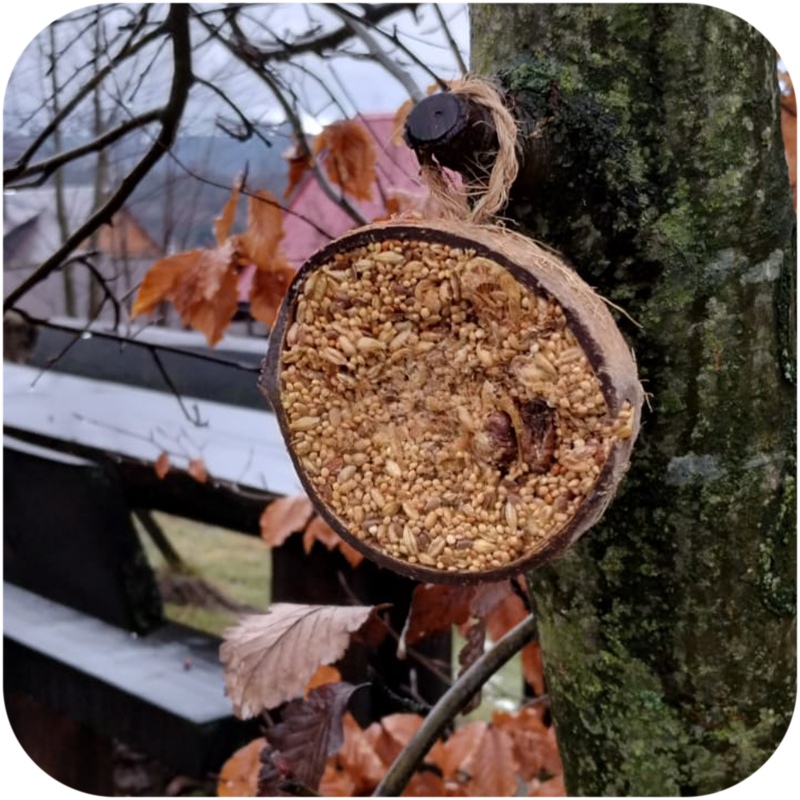 Coco con alimento para aves silvestres