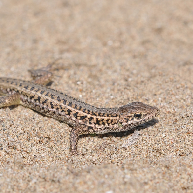 Terrario Dragon Sand - Micro woestijnzand