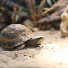 Terrario Dragon Sand - Micro woestijnzand