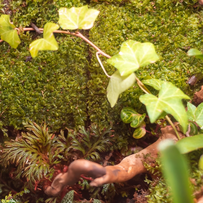 Natural Terrarium Moss 35x28cm