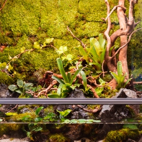 Natural Terrarium Moss 35x28cm