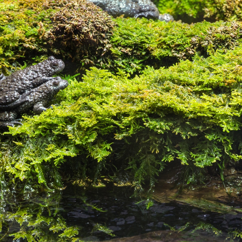 Natural Terrarium Moss 35x28cm