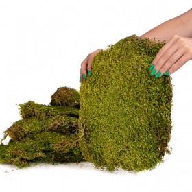 Natural Terrarium Moss 35x28cm