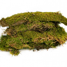 Natural Terrarium Moss 35x28cm