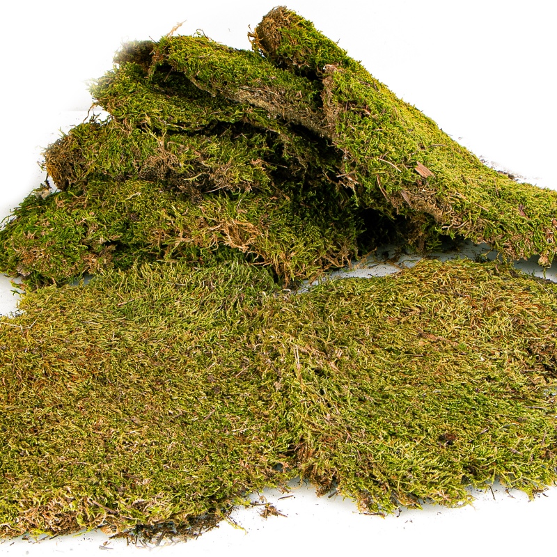 Natural Terrarium Moss 35x28cm