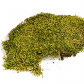 Terrário North King Moss 25g - mec płat