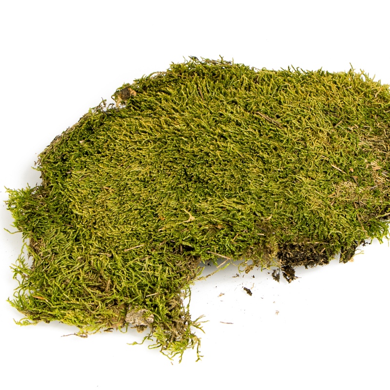 Terrario North King Natural Moss 25g