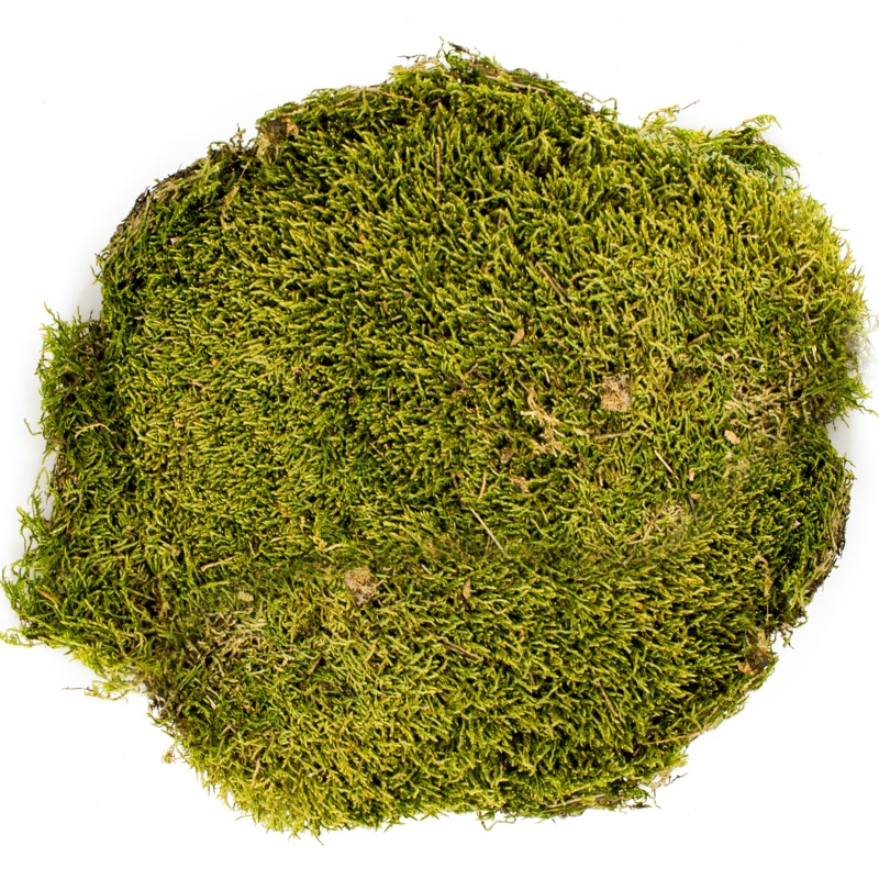 Terrario North King Natural Moss 25g