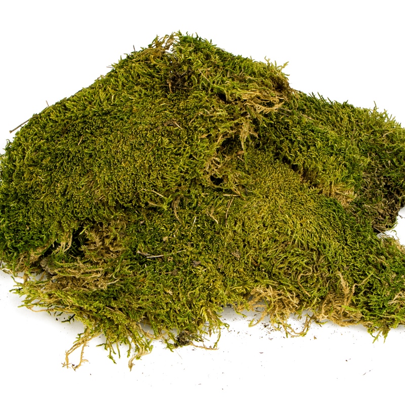 Terrario North King Natural Moss 25g