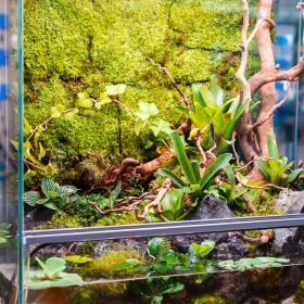 Naturlig mossa 50g för terrarium