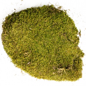 Terrario North King Moss 50g sammal