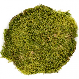 Terrarium North King Moss 50g