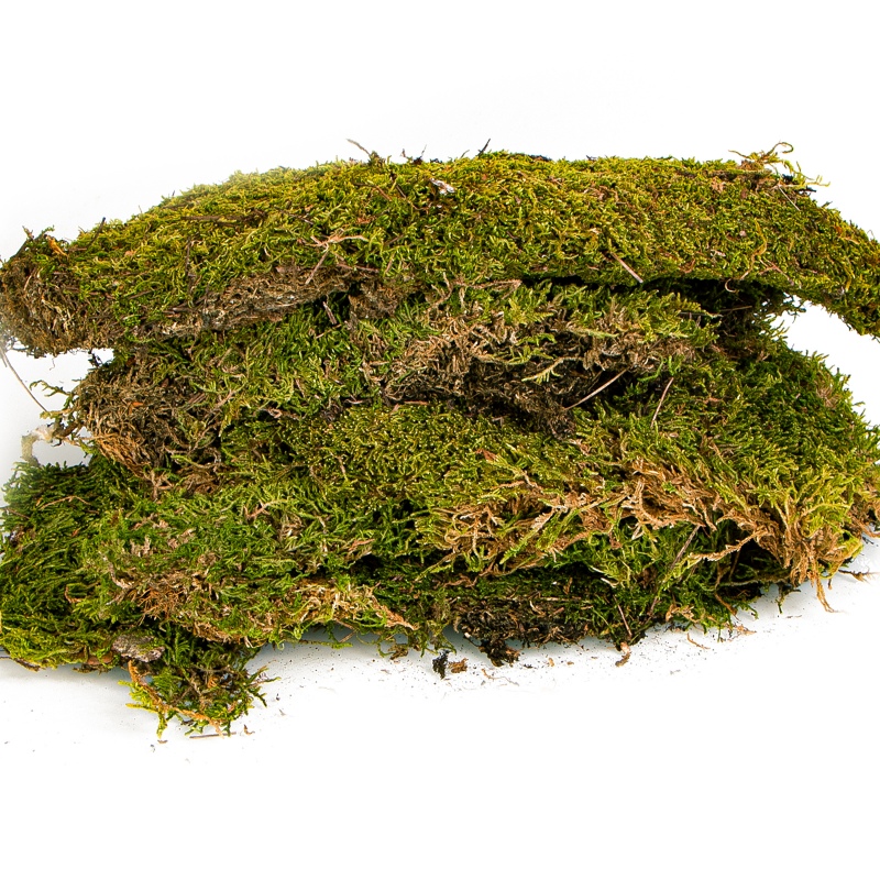 Terrario North King Moss Box 1.5l