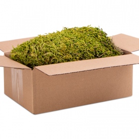 Terrario Pohjois-King Moss Box 1.5l