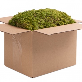 Terrarium North King Moss Box 4l