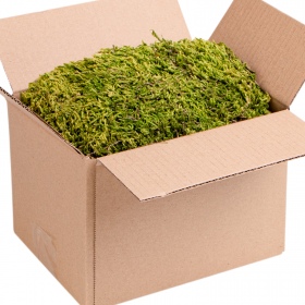 Terrario North King Moss Box 4l - Naturalny Mech