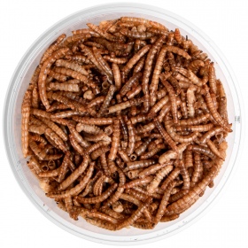 Terrario Repti Bites Mealworms 125ml - larwy mącznika suszone