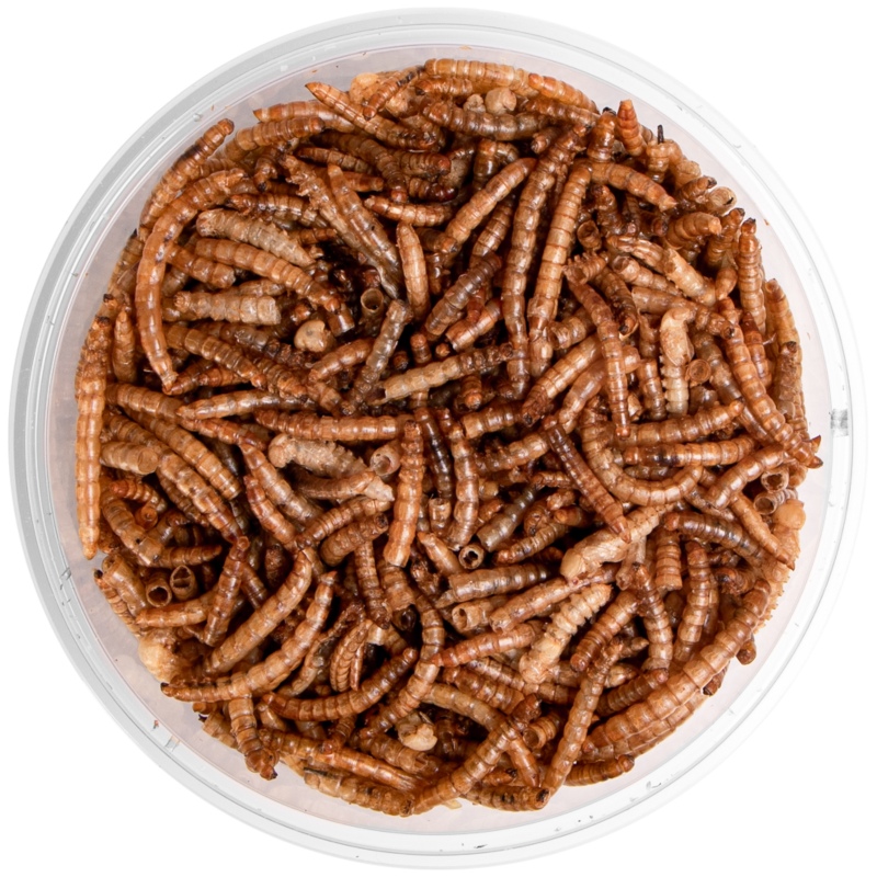 Terrario Repti Bites Mealworms 125ml - larwy mącznika suszone