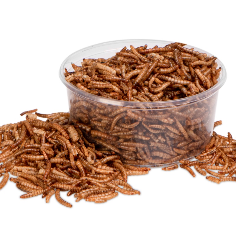 Terrario Repti Bites Mealworms 250ml - larwy mącznika suszone