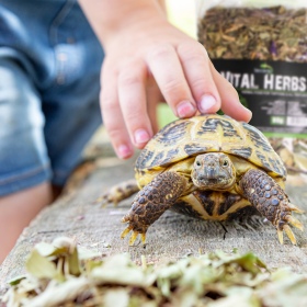 Terrario Vital Herbs for Turtles 80g