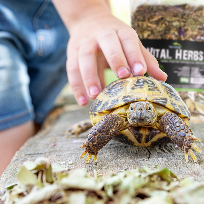 Terrario Vital Herbs 80g pour tortues