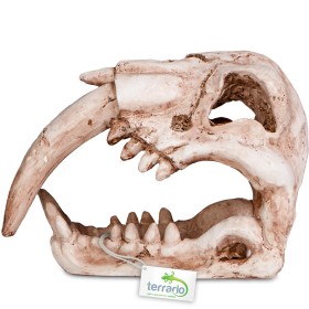 Terrario Sabertooth Skull - Prehistoryczna czaszka