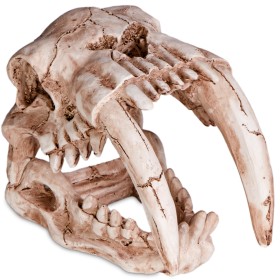 Terrario Sabertooth Skull - Prehistoryczna czaszka