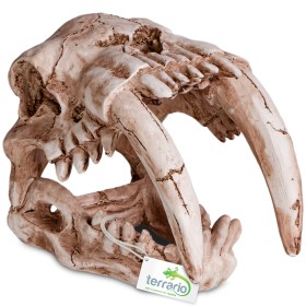 Terrario Sabertooth Skull - Prehistoryczna czaszka