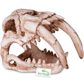 Terrario Sabertooth Skull - Prehistoryczna czaszka