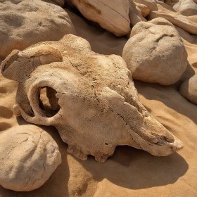 Terrario Buffalo Skull - bisonhodeskalle