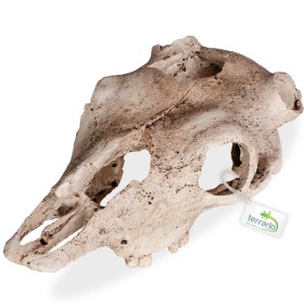 Terrario Buffalo Skull - ozdoba do terária 21x12x8 cm