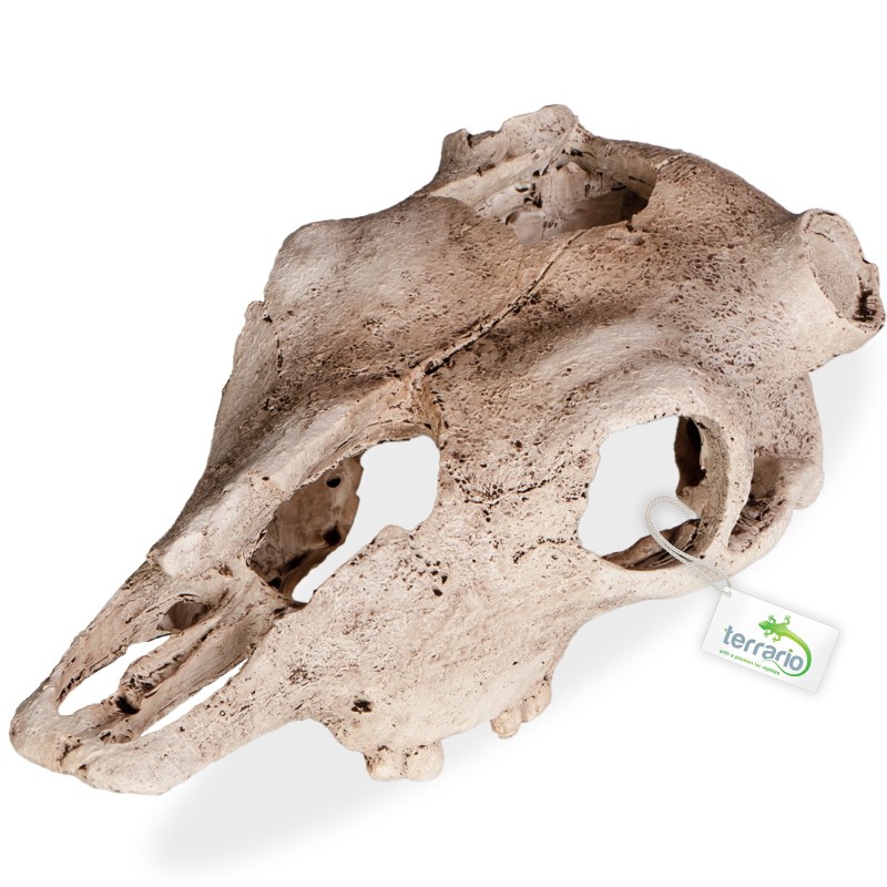 Terrario Buffalo Skull for Terrarium