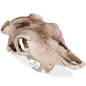 Terrario Buffalo Skull - череп для терраріуму