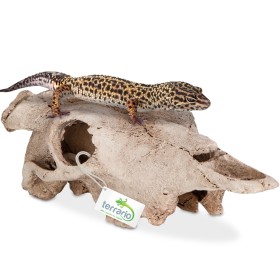 Terrario Buffalo Skull for Terrarium