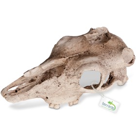 Terrario Buffalo Skull - bisonhodeskalle