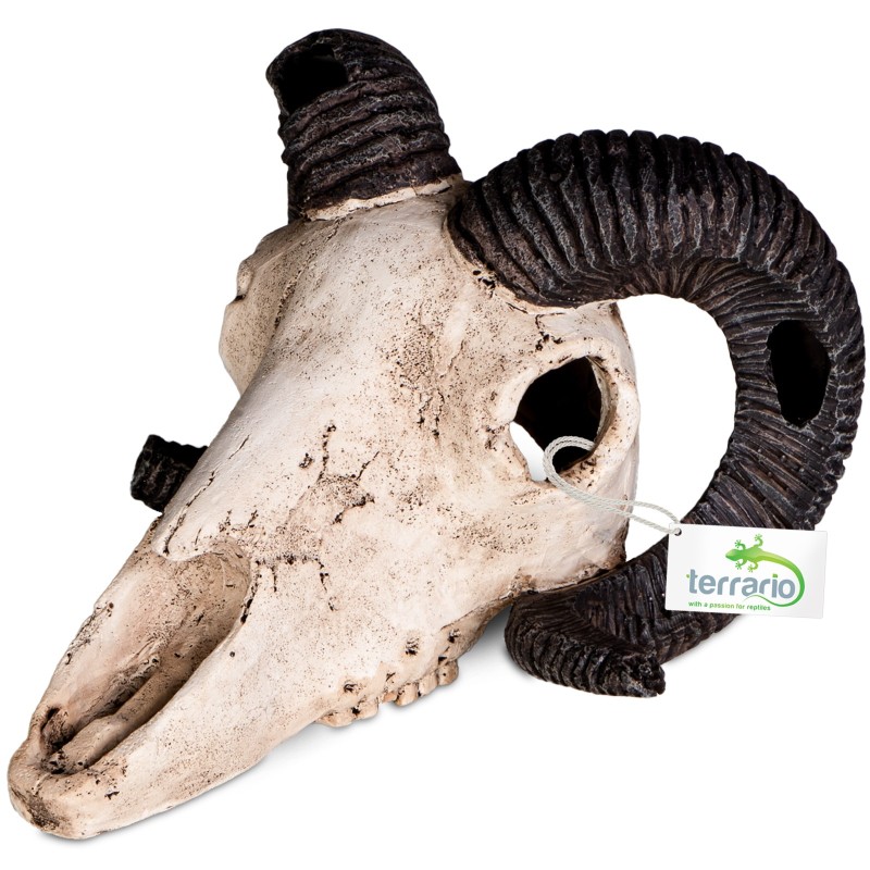 Terrario Ram Skull - ramsschedel decoratie