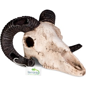 Terrario Ram Skull - ramsschedel decoratie