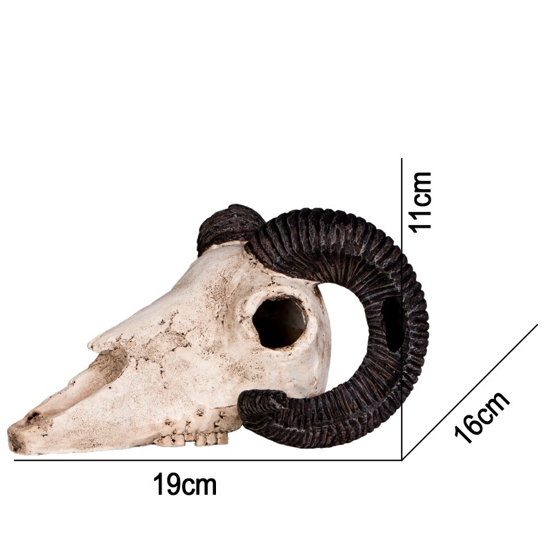 Terrario Ram Skull - Dekorativ fårskalle