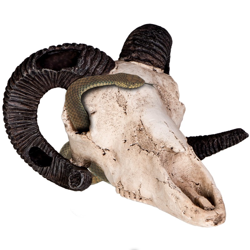 Terrario Ram Skull - ramsschedel decoratie