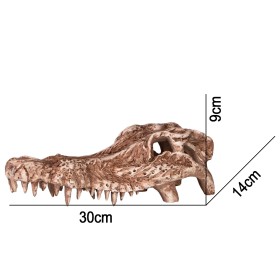 Crânio de crocodilo para terrário